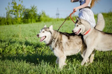 Tasmalı iki köpek, güneşli bir günde canlı çayırlarda dolaşır. Genç bir kadın, kısmen görünür, onlara önderlik ediyor. Köpekler yemyeşil manzaralarla çevrili neşe ve enerji sergilerler.