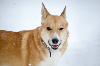 Kahverengi ve beyaz köpek karla kaplı zeminde durur, başını hafifçe çevirir, göz kırpma izlenimi verir. Düşen kar, neşeli ve hareketli havayı vurgular. Yumuşak ışıklandırma kürk dokularını vurgular