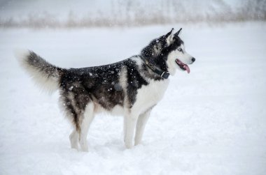 Kış manzarasında karla kaplı Husky. Bulutlu gökyüzü, gri ve beyaz renkler huzur ve soğuk atmosfer yaratır. Köpek dili karın tadını çıkarırken uzar.