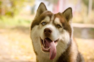 Güneşte parktaki heterokromisi olan Sibirya Husky 'si. Sonbahar yaprakları sıcak ve davetkar bir zemin oluşturur. Parlak ışıklandırma köpekleri ifade eden gözleri ön plana çıkarır