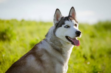 Sibirya Husky 'si yemyeşil çayırlarda duruyor, dili açık, parlak güneş ışığı altında. Arka plan yumuşak odaklı yeşillik gösteriyor. Yandan çekilmiş, yoğun gözleri ve belirgin işaretleri vurguluyor.