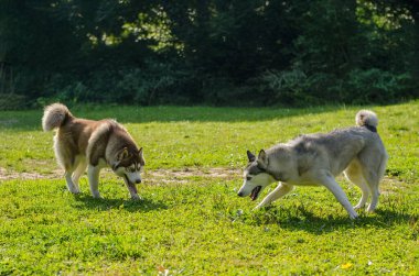 İki köpek yavrusu açık mavi gökyüzünün altındaki canlı yeşil çimlerde neşeyle oynuyorlar. Parlak gün ışığı onların enerjik hareketlerini ve tüylü kürklerini vurgular. Açık alan onların ruhsal etkileşimini güçlendirir.