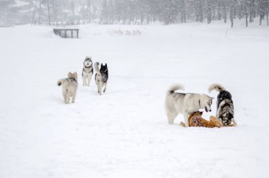 Karla kaplı parkta neşeyle oynayan bir grup kurt. Kar yağışı, arka planda ağaçlar gibi sakin bir atmosfer yaratır. Bulutlu gökyüzü kış manzarasına ekleniyor