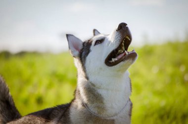 Sibirya kurtçukları, güneşli alanda tetikte ve neşeli bir ifadeyle yukarı bakar. Yeşil arka plan, parlak gün ışığında gri-beyaz kürkle çelişiyor. Düşük açıyla çekilen doğal güzelliği vurguluyor.