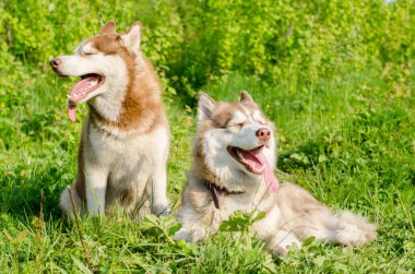 İki Sibiryalı köpek yavrusu yemyeşil çimlerde oturur, dilleri dışarıda, güneş ışığının tadını çıkarırlar. Kürkleri canlı çayırlarla tezat oluşturuyor, doğadaki neşeli ve kaygısız anları yakalıyor.