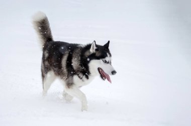 Kar tanecikleri düşerken siyah ve beyaz köpükler karlar içinde koşar. Bulutlu gökyüzü ve karla kaplı yer sakin bir kış manzarası yaratır. Ön açıdan çekilen, neşeli bir ifade sergiliyor