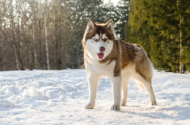 Sibirya Husky 'si ormandaki karla kaplı zeminde duruyor. Güneş ışığı kürkünü ve mavi gözlerini ön plana çıkarır. Ağaçlar sakin bir zemin oluşturur, kış sükunetini yakalar