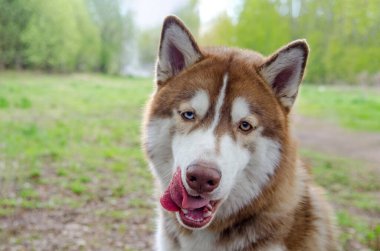 Güneş parkında çarpıcı mavi gözlü Sibirya kurdu. Yeşiller yemyeşil ağaçlar ve yumuşak toprak dingin bir zemin oluşturur. Köpek dili şakaya gelir, cazibe katar.