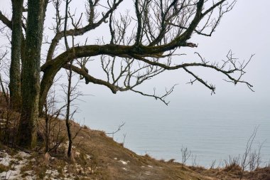 Çıplak dalları olan ağaç bulutlu gökyüzü altında sakin denizin yanında kıyı yolu boyunca uzanır. Az sayıdaki bitki örtüsü ve hafif kar parçaları kış atmosferini ön plana çıkarıyor. Huysuz, sakin ortam yalnızlığı çağrıştırıyor
