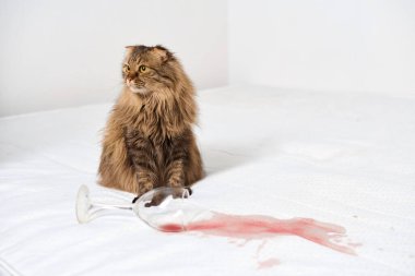 Uzun saçlı kedi beyaz yatakta devrilmiş şarap kadehinin yanında oturur. Kırmızı şarap yayılır ve beyaz arka planda kontrastlar yaratır. Yumuşak ışıklandırma dingin atmosfer ekler
