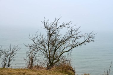 Çıplak dallar sisli gölü çevreleyip huzur verici, sisli bir manzara yaratıyor. Sakin su ve soluk renkler sükuneti arttırır. Bulutlu gökyüzü yumuşak sisle harmanlanır