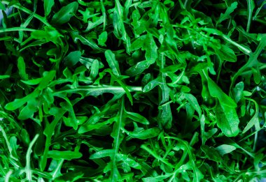 Taze yeşil Arugula deseni. Üst görünüm. Seçici odak