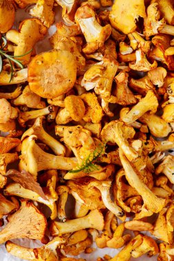 Vahşi chanterelle mantarları ormanda yeni toplandı. En üst veiw. seçici odak