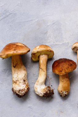 Farklı boyutlarda yabani taze orman porcini mantarları. Üst veiw. seçici odak