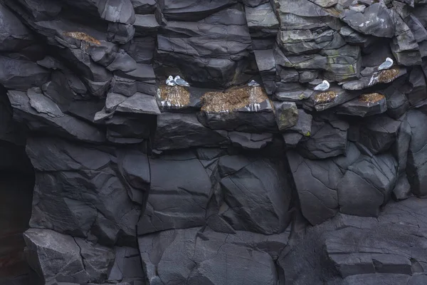 Gaviotas Sobre Rocas Basalto Costa Islandia — Foto de Stock