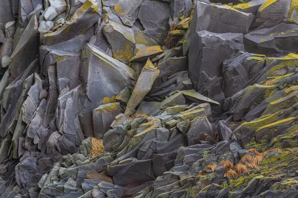 Чайки Базальтовых Скалах Побережье Исландии — стоковое фото