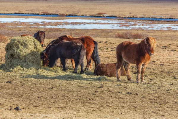 Icelandic Horses Eat Hay Winter — Stock Photo, Image