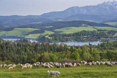 Niedzice 'deki Dunajec Kalesi' nin günbatımı manzarası. Polonya 'nın güzel Belianske Tatras' ının arka planında koyun otluyor..