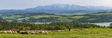 Niedzice 'deki Dunajec Kalesi' nin günbatımı manzarası. Polonya 'nın güzel Belianske Tatras' ının arka planında koyun otluyor..