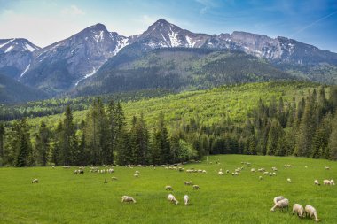 Belianske Tatras 'ın panoramik manzarası. Resimli bulutlar ve Slovakya dağlarının eteklerinde otlayan koyunlar..