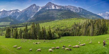 Belianske Tatras 'ın panoramik manzarası. Resimli bulutlar ve Slovakya dağlarının eteklerinde otlayan koyunlar..