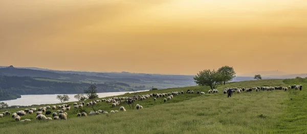 Shepherd Grazes Sheep Pasture Sunset Stock Photo