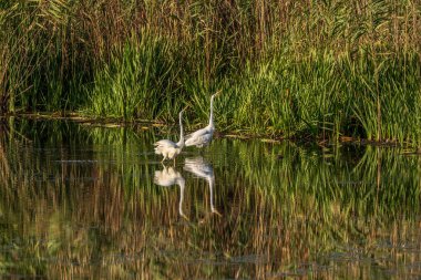Bir gölette iki balıkçıl senkronize hareket eder..