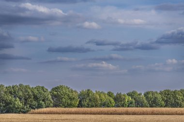 Ukrayna 'da hasat edilmemiş bir mısır tarlası manzarası.