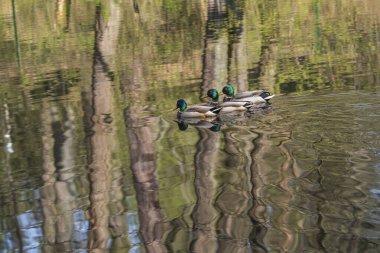 Göldeki ördekler, sudaki ağaçların güzel yansımalarıyla.