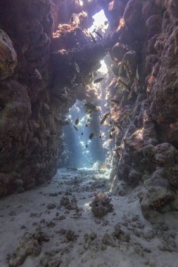 Suyun içinden geçen güneş ışınları Kızıl Deniz 'deki bir sualtı mağarasını aydınlatıyor..