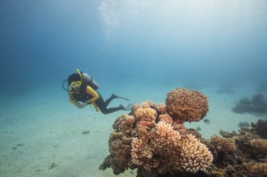 Bir kadın dalgıç dalış sırasında mercan resiflerine hayrandır..