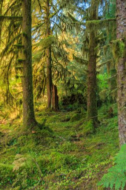 Washington Olimpiyat Ulusal Parkı 'ndaki Hoh Yağmur Ormanı' nın yemyeşil manzarası. Yosun kaplı ağaçlar, eğreltiotları ve düşen kütükler sihirli, el değmemiş ılıman yağmur ormanları oluşturur..