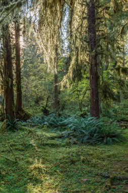 Washington Olimpiyat Ulusal Parkı 'ndaki Hoh Yağmur Ormanı' nın yemyeşil manzarası. Yosun kaplı ağaçlar, eğreltiotları ve düşen kütükler sihirli, el değmemiş ılıman yağmur ormanları oluşturur..