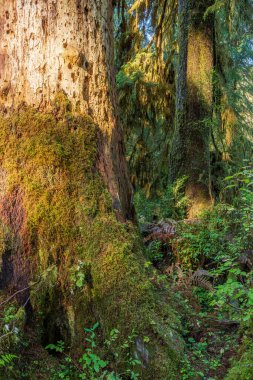 Washington Olimpiyat Ulusal Parkı 'ndaki Hoh Yağmur Ormanı' nın yemyeşil manzarası. Yosun kaplı ağaçlar, eğreltiotları ve düşen kütükler sihirli, el değmemiş ılıman yağmur ormanları oluşturur..
