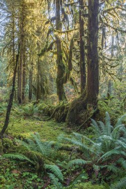 Washington Olimpiyat Ulusal Parkı 'ndaki Hoh Yağmur Ormanı' nın yemyeşil manzarası. Yosun kaplı ağaçlar, eğreltiotları ve düşen kütükler sihirli, el değmemiş ılıman yağmur ormanları oluşturur..