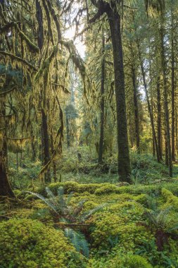 Washington Olimpiyat Ulusal Parkı 'ndaki Hoh Yağmur Ormanı' nın yemyeşil manzarası. Yosun kaplı ağaçlar, eğreltiotları ve düşen kütükler sihirli, el değmemiş ılıman yağmur ormanları oluşturur..