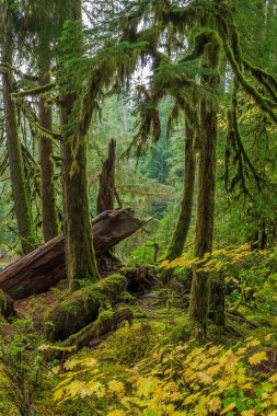 Washington Olimpiyat Ulusal Parkı 'ndaki Hoh Yağmur Ormanı' nın yemyeşil manzarası. Yosun kaplı ağaçlar, eğreltiotları ve düşen kütükler sihirli, el değmemiş ılıman yağmur ormanları oluşturur..