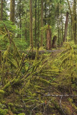 Washington Olimpiyat Ulusal Parkı 'ndaki Hoh Yağmur Ormanı' nın yemyeşil manzarası. Yosun kaplı ağaçlar, eğreltiotları ve düşen kütükler sihirli, el değmemiş ılıman yağmur ormanları oluşturur..