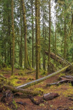 Washington Olimpiyat Ulusal Parkı 'ndaki Hoh Yağmur Ormanı' nın yemyeşil manzarası. Yosun kaplı ağaçlar, eğreltiotları ve düşen kütükler sihirli, el değmemiş ılıman yağmur ormanları oluşturur..