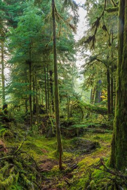 Washington Olimpiyat Ulusal Parkı 'ndaki Hoh Yağmur Ormanı' nın yemyeşil manzarası. Yosun kaplı ağaçlar, eğreltiotları ve düşen kütükler sihirli, el değmemiş ılıman yağmur ormanları oluşturur..