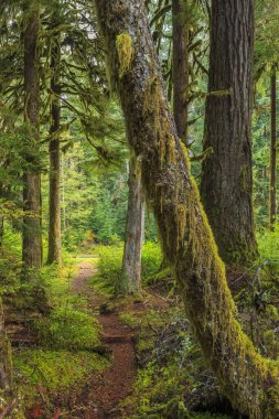 Washington Olimpiyat Ulusal Parkı 'ndaki Hoh Yağmur Ormanı' nın yemyeşil manzarası. Yosun kaplı ağaçlar, eğreltiotları ve düşen kütükler sihirli, el değmemiş ılıman yağmur ormanları oluşturur..