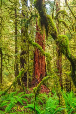 Washington Olimpiyat Ulusal Parkı 'ndaki Hoh Yağmur Ormanı' nın yemyeşil manzarası. Yosun kaplı ağaçlar, eğreltiotları ve düşen kütükler sihirli, el değmemiş ılıman yağmur ormanları oluşturur..