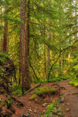 Washington Olimpiyat Ulusal Parkı 'ndaki Hoh Yağmur Ormanı' nın yemyeşil manzarası. Yosun kaplı ağaçlar, eğreltiotları ve düşen kütükler sihirli, el değmemiş ılıman yağmur ormanları oluşturur..