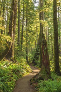 Washington Olimpiyat Ulusal Parkı 'ndaki Hoh Yağmur Ormanı' nın yemyeşil manzarası. Yosun kaplı ağaçlar, eğreltiotları ve düşen kütükler sihirli, el değmemiş ılıman yağmur ormanları oluşturur..