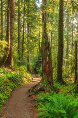 Washington Olimpiyat Ulusal Parkı 'ndaki Hoh Yağmur Ormanı' nın yemyeşil manzarası. Yosun kaplı ağaçlar, eğreltiotları ve düşen kütükler sihirli, el değmemiş ılıman yağmur ormanları oluşturur..