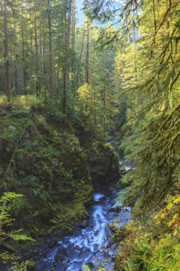 Sol Duc Falls, ABD 'deki Olympic National Park' taki gür yosunlu bir ormanda çağlıyor. Manzaralı ahşap bir köprü Kuzeybatı Pasifik şelalesinin mükemmel bir manzarasını sunar..
