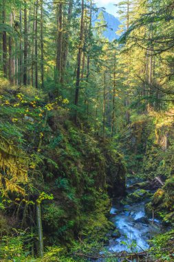 Sol Duc Falls, ABD 'deki Olympic National Park' taki gür yosunlu bir ormanda çağlıyor. Manzaralı ahşap bir köprü Kuzeybatı Pasifik şelalesinin mükemmel bir manzarasını sunar..