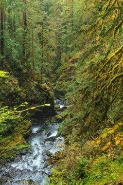 Sol Duc Falls, ABD 'deki Olympic National Park' taki gür yosunlu bir ormanda çağlıyor. Manzaralı ahşap bir köprü Kuzeybatı Pasifik şelalesinin mükemmel bir manzarasını sunar..