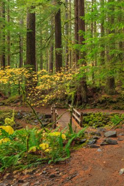 Washington Olimpiyat Ulusal Parkı 'ndaki Hoh Yağmur Ormanı' nın yemyeşil manzarası. Yosun kaplı ağaçlar, eğreltiotları ve düşen kütükler sihirli, el değmemiş ılıman yağmur ormanları oluşturur..