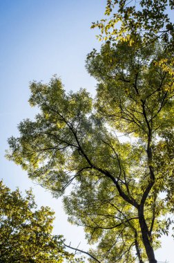 Mavi gökyüzüne karşı güneş ışığıyla aydınlatılan yeşil yapraklı bir ağaç manzarası. Dallar ve yapraklar detaylıdır. Gün ışığında doğal ortamı gösterirler..